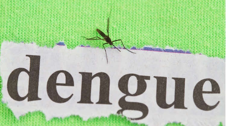 Perlukah Asuransi Demam Berdarah?