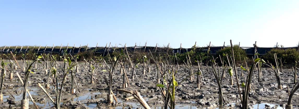 situs penanaman penanaman Blue Carbon Package dari Great Eastern Life Indonesia di Tanjung Pakis