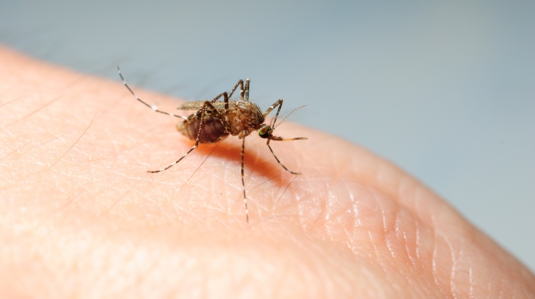 Dengue Danger – Live Great – Great Eastern Life